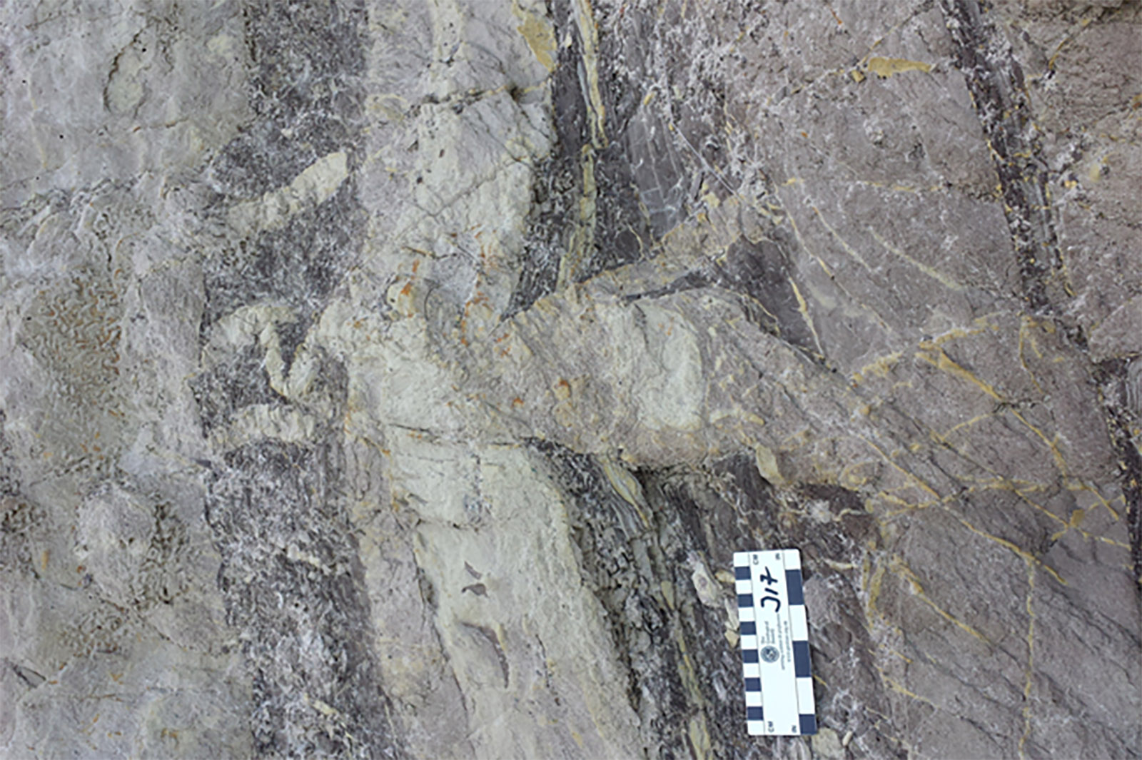 Recumbent folds and syn-folding sand remobilization at the Sibiciu de Sus outcrop.