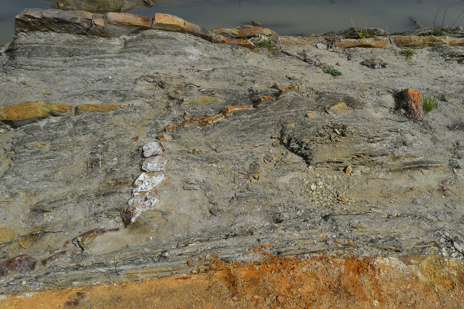 Interconnected, grid-like networks of sandstone dykes and sills in the Teleajen River.